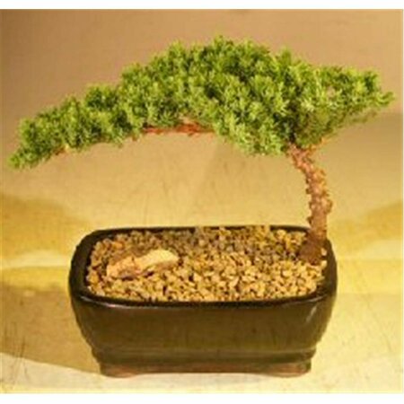 PAISAJE Juniper Bonsai Tree - Juniper Procumbens Nana - Small PA2807761